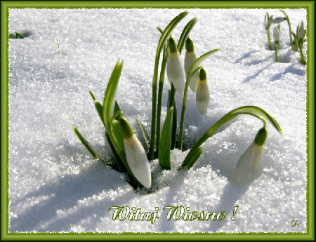 Przebiśniegi w w śniegu animacja